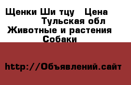 Щенки Ши тцу › Цена ­ 12 000 - Тульская обл. Животные и растения » Собаки   
